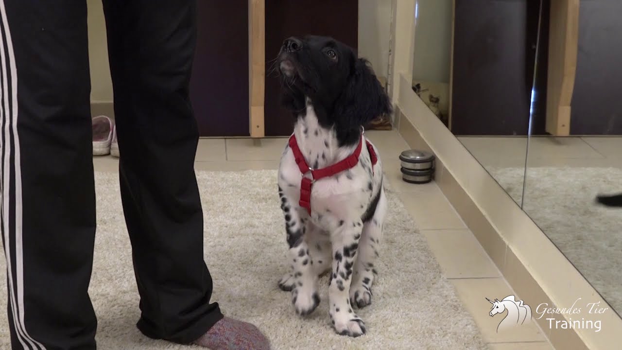 Hundetraining - Ein Welpe auf seiner Heimfahrt zur neuen Familie