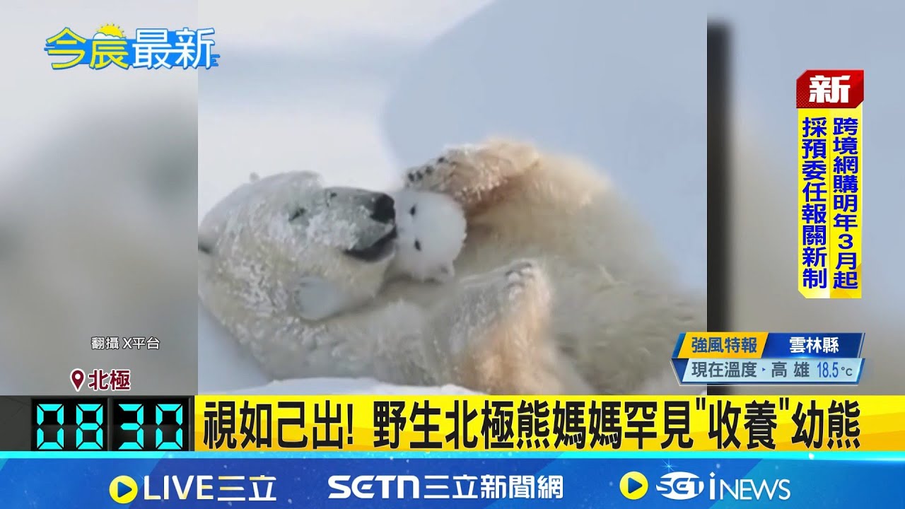 視如己出! 野生北極熊媽媽罕見