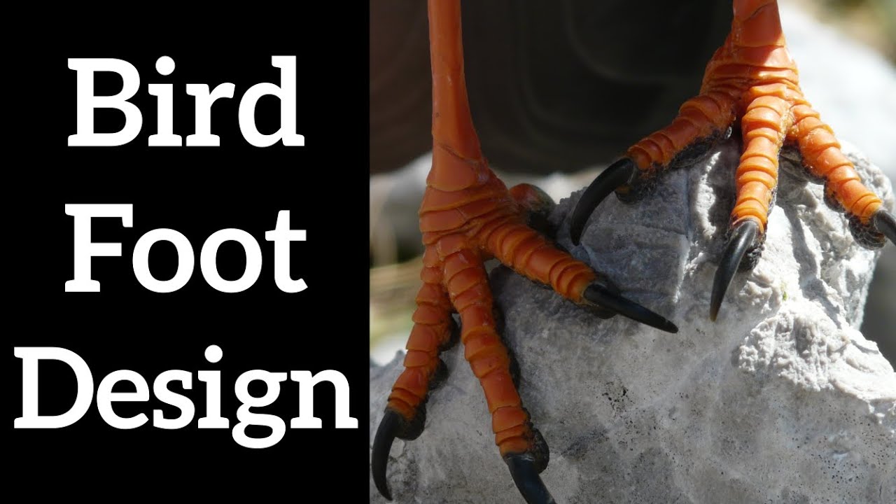 Bird Foot Types - What Bird Feet Look Like