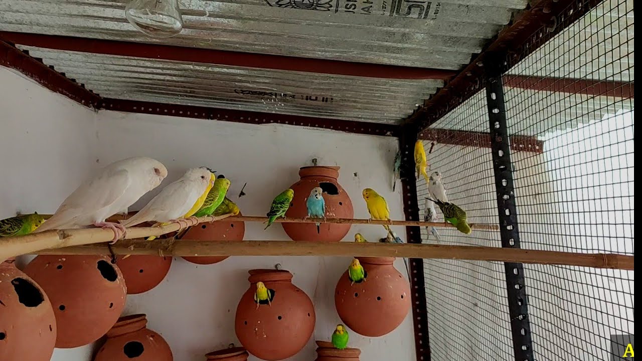 Budgies Matki me jaane lage tab kya khilana Chahiye