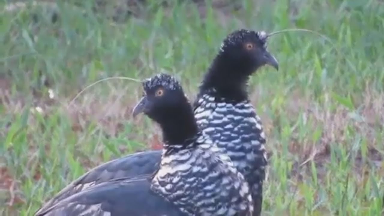 O ASSUSTADOR CANTO DA INHUMA! PASSARO Q ASSUSTA COM SEU CANTO.