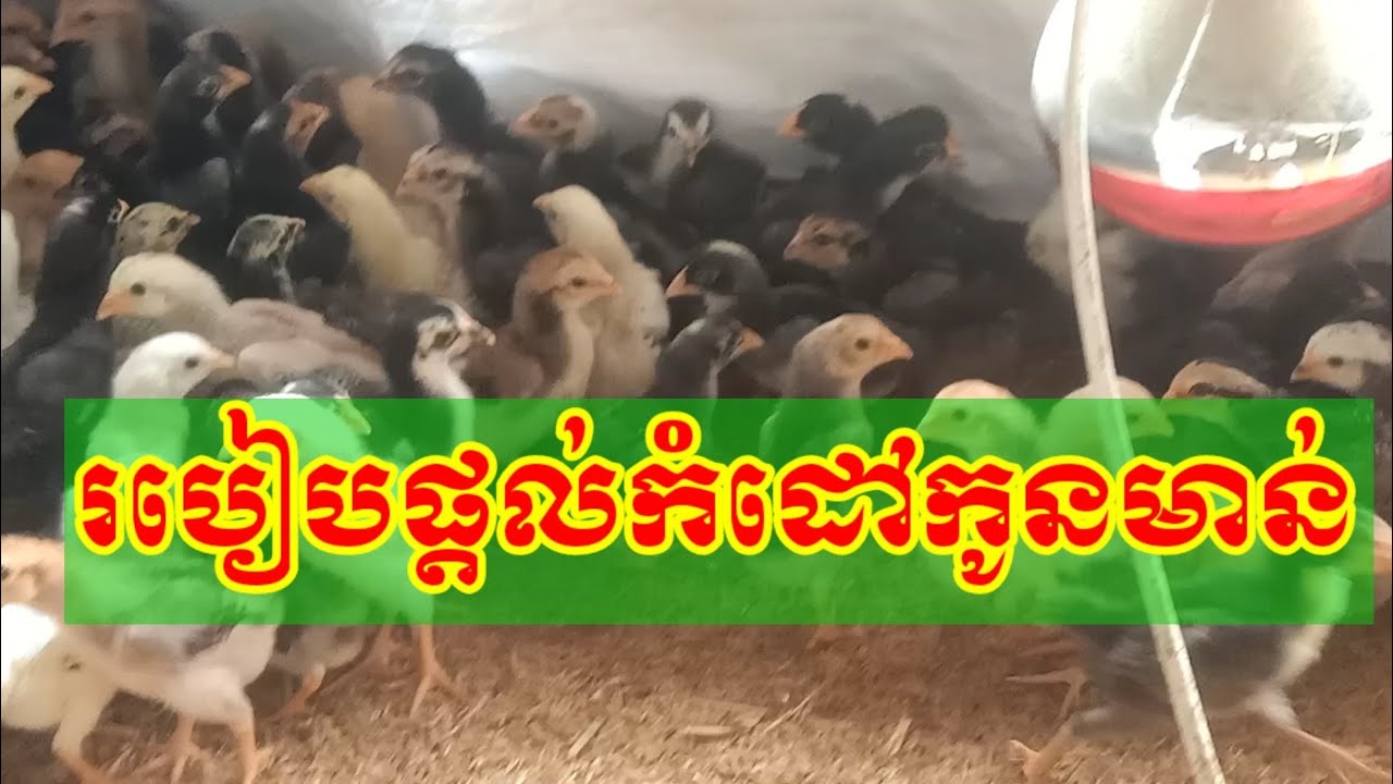 កសិកម្មមាន់: របៀបផ្តល់កំដៅកូនមាន់
