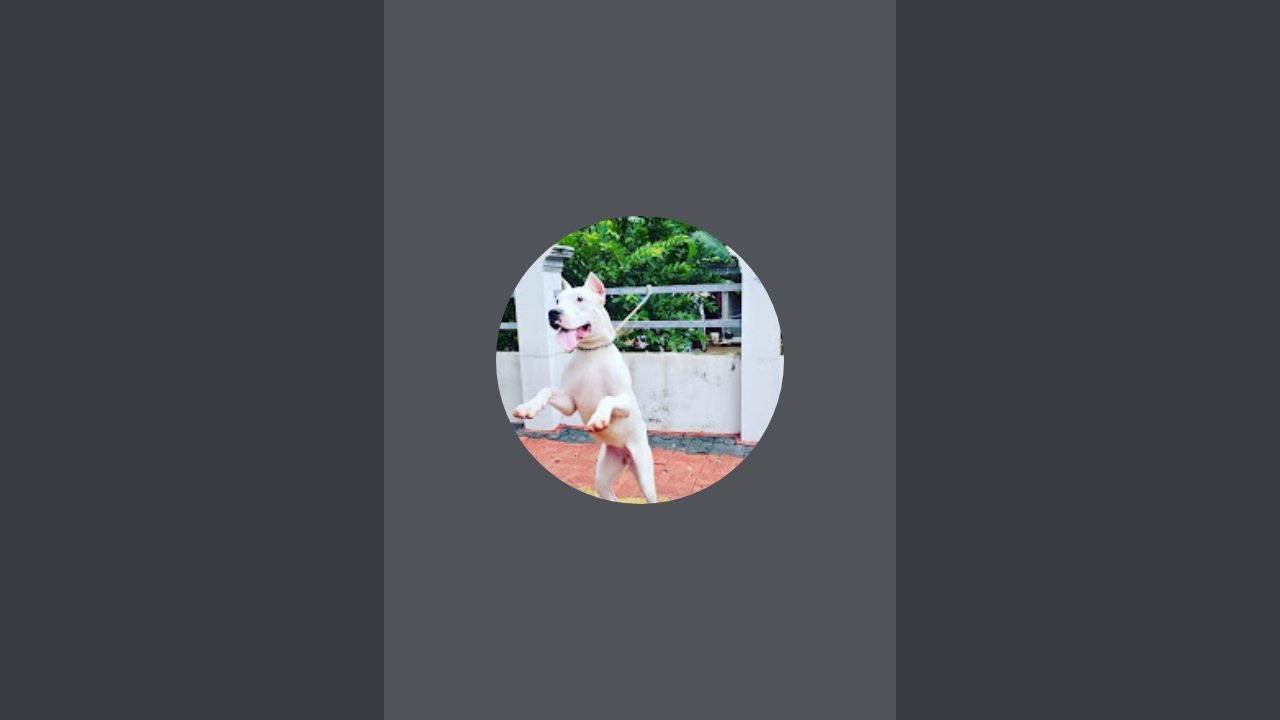 Akkuse 369 is live game time