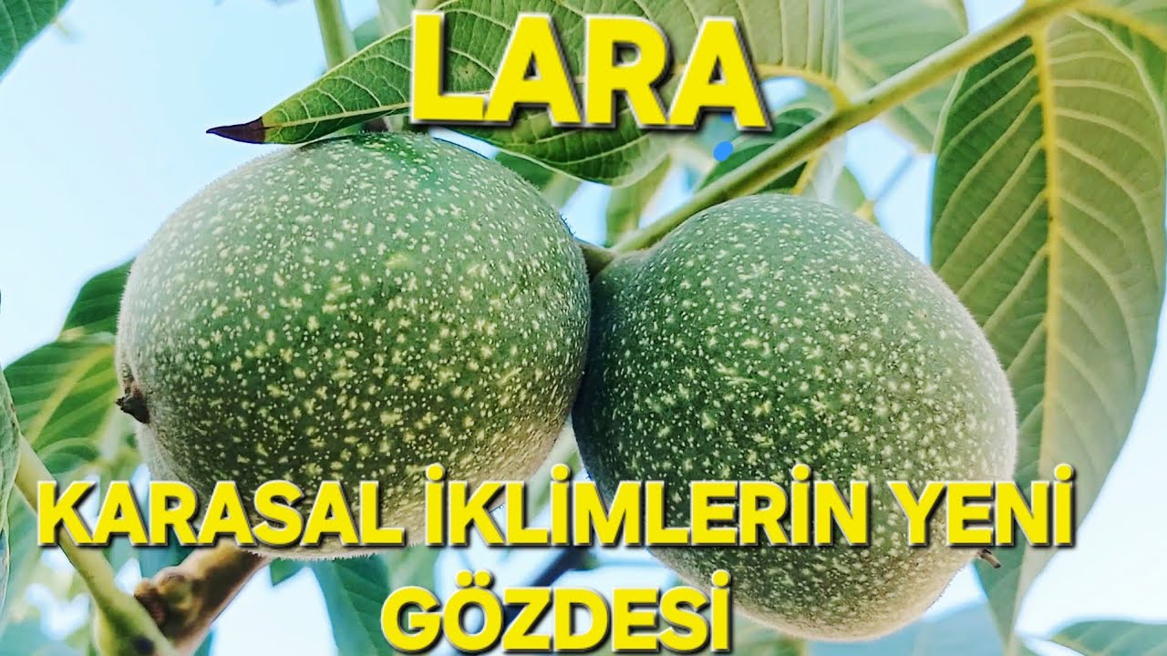 LARA KARASAL İKLİMLERİN YENİ GÖZDESİ