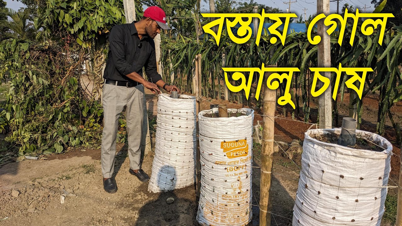 বস্তায় গোল আলু চাষ