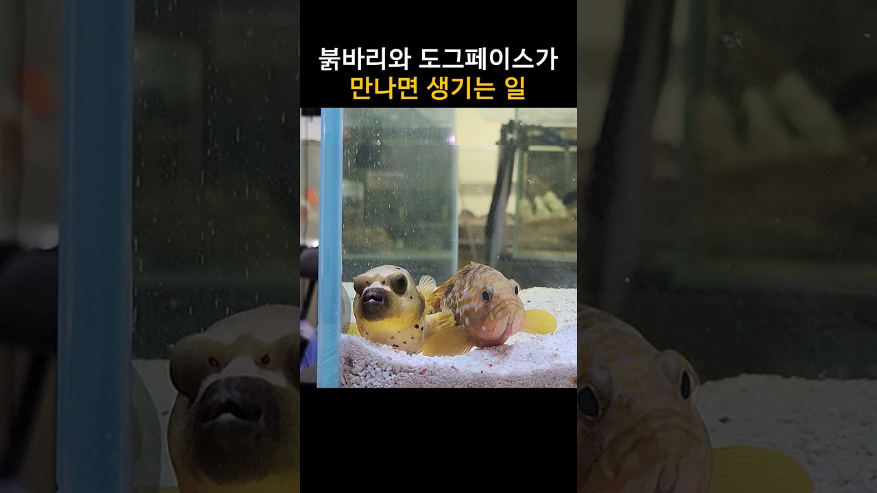 잘하면 붉바리 베이비를 볼수도 있겠네요 ㅋㅋ
