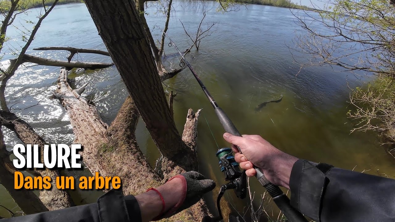 Pêche en LOIRE:  SILURE en haut d'un arbre !