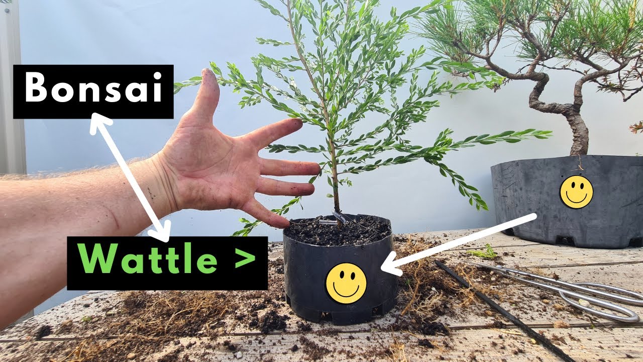 Bonsai - Acacia Sticky Wattle from Cutting: Part 1