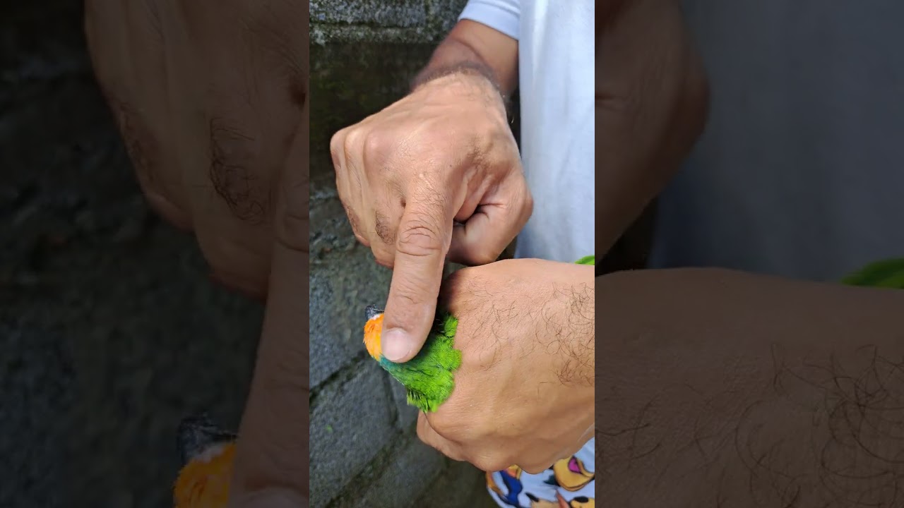 Como saber o sexo da Jandaia,Periquito,Calopsita,Maritaca e Macho ou F&ecirc;mea.