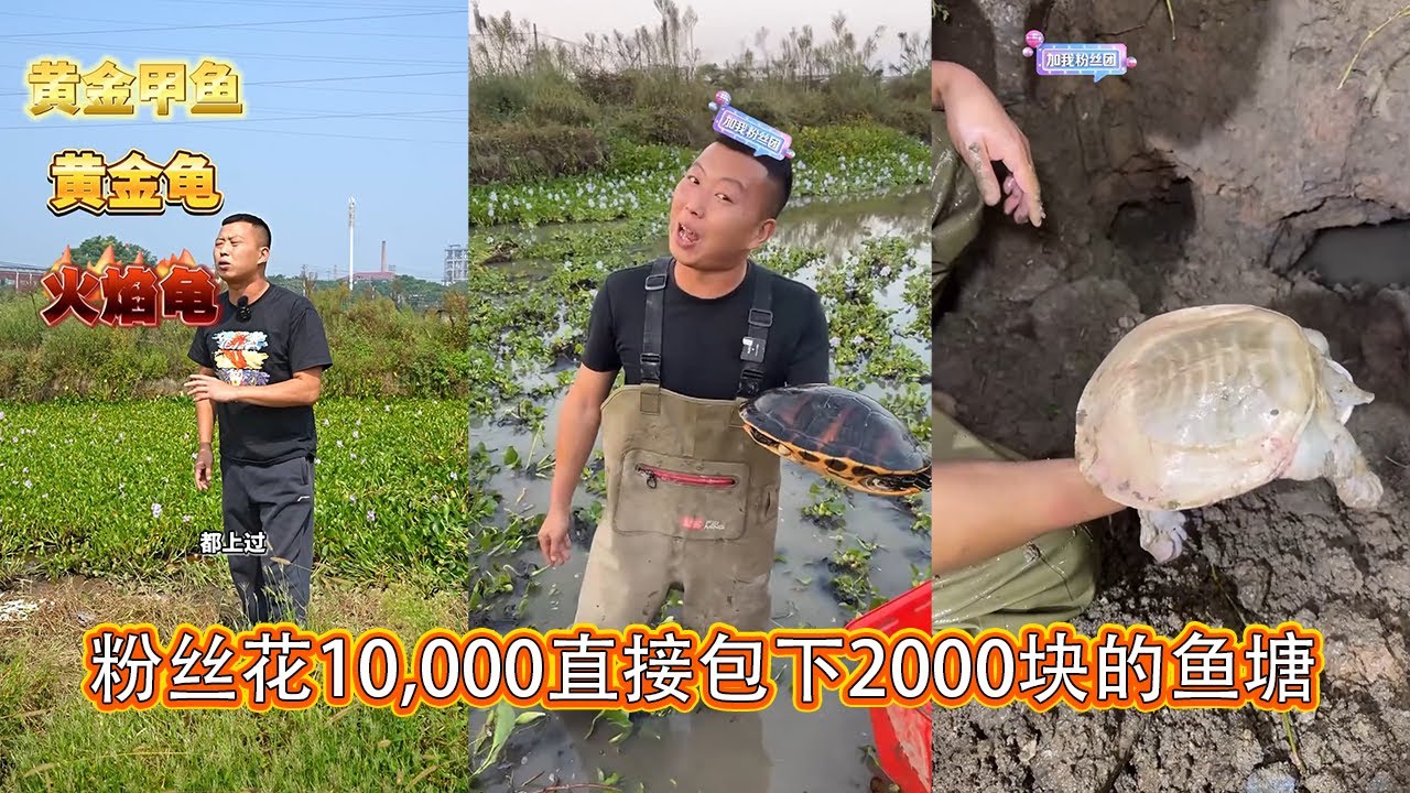 粉丝花10,000直接包下2000块的鱼塘，没想到连抓到甲鱼她都不要？ 【在养殖场安全，请大家不要模仿】