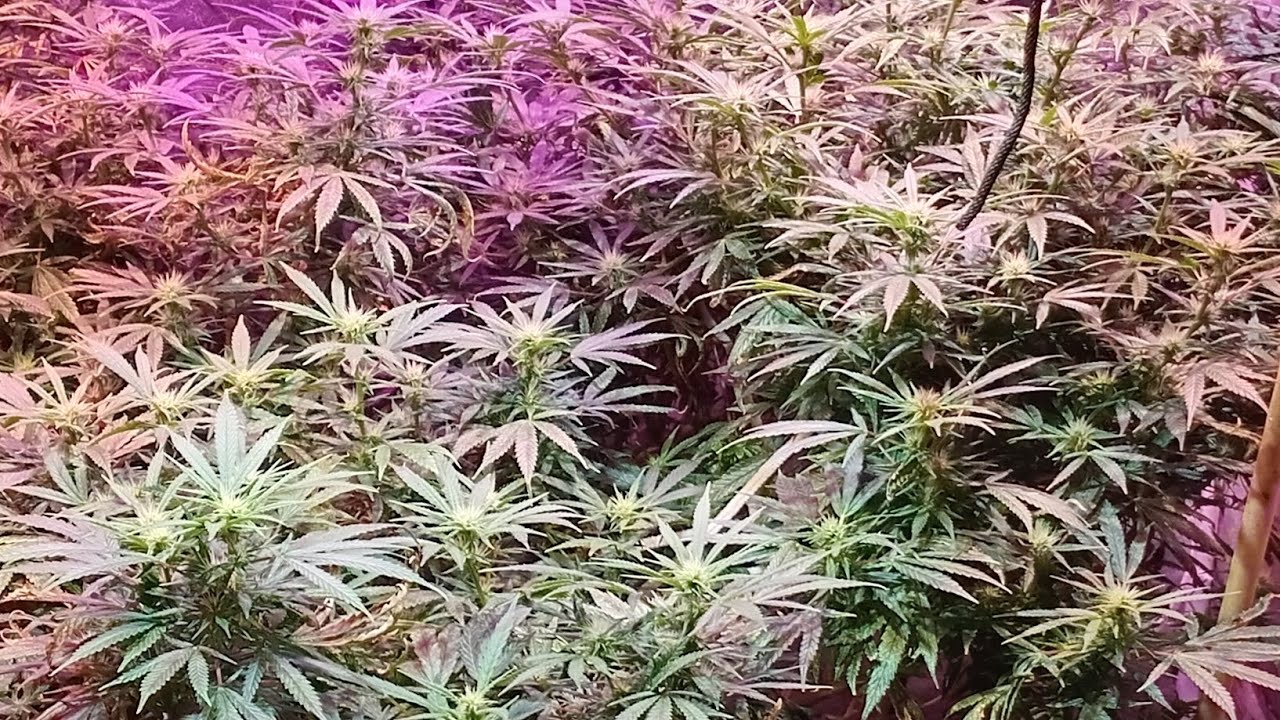 @thatguych2 How to get MASSIVE YEILDS on a cannabis plant?  Ep 11 - DAY 11 of FLOWER 