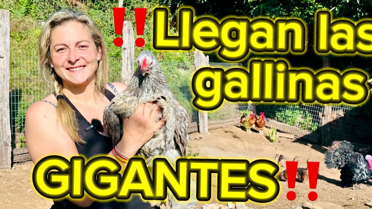 Llegan las gallinas GIGANTES ‼️
