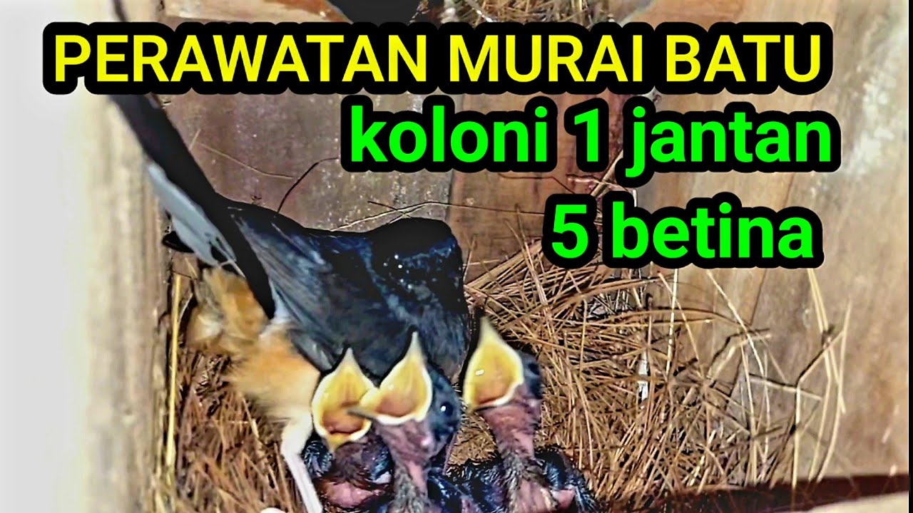 lika liku ternak murai batu poligami || koloni 1 jantan 5 betina