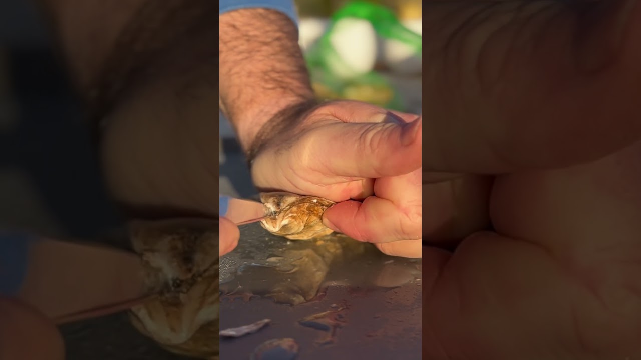 Canadian oyster taste test, eh #oysters #oystertastetest #raspberrypointoysters