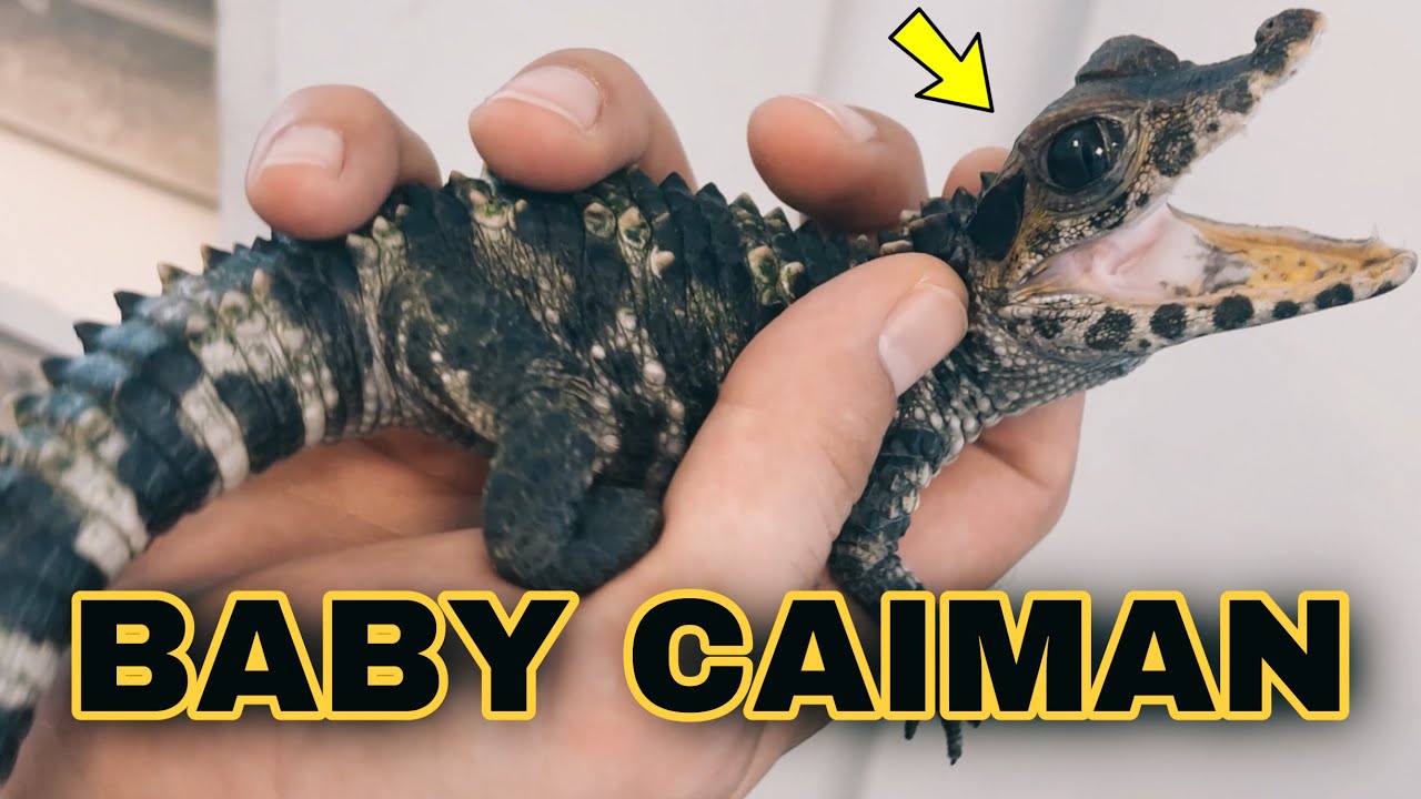Покупаем САМОГО МАЛЕНЬКОГО КАЙМАНА В МИРЕ!