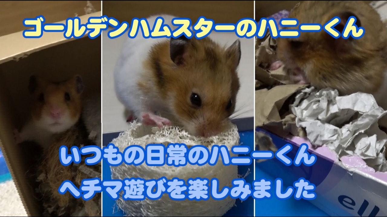 【ゴールデンハムスターのハニーくん】395 平穏な日常のハニーくん！奥でも粘る！ヘチマ穴にグイッで見事ゲット🐹🪵