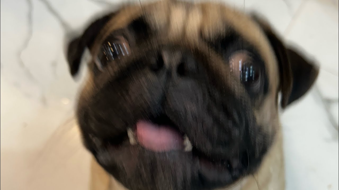#live angry pug BARKING sounds !! ❤️|| PUG Eating sound 🍎 #funny #pug #funnyanimal #comedy #asmr 