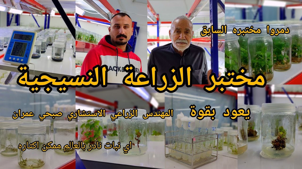 الزراعة النسيجية أي نبات ممكن إكثاره بجودة عالمية بمختبر المهندس الزراعي صبحي عمران العراق 🇮🇶 بغداد