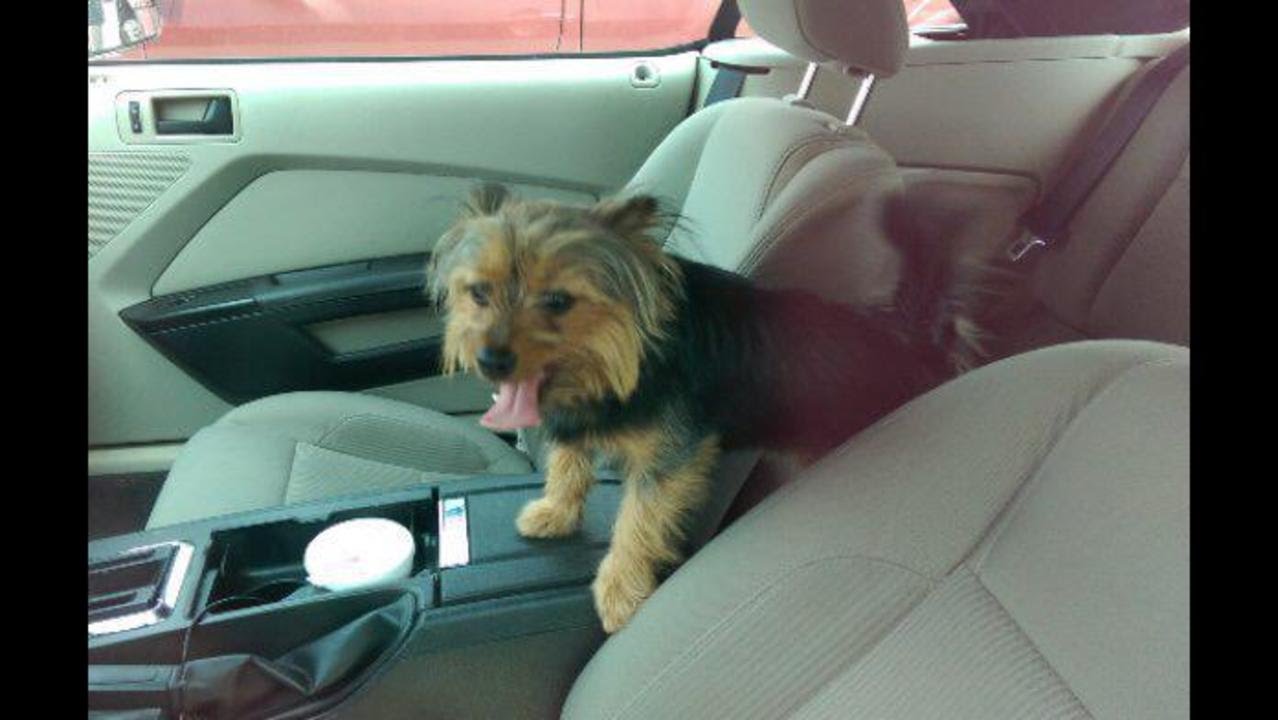 Dog owners ticketed for leaving pets in hot cars