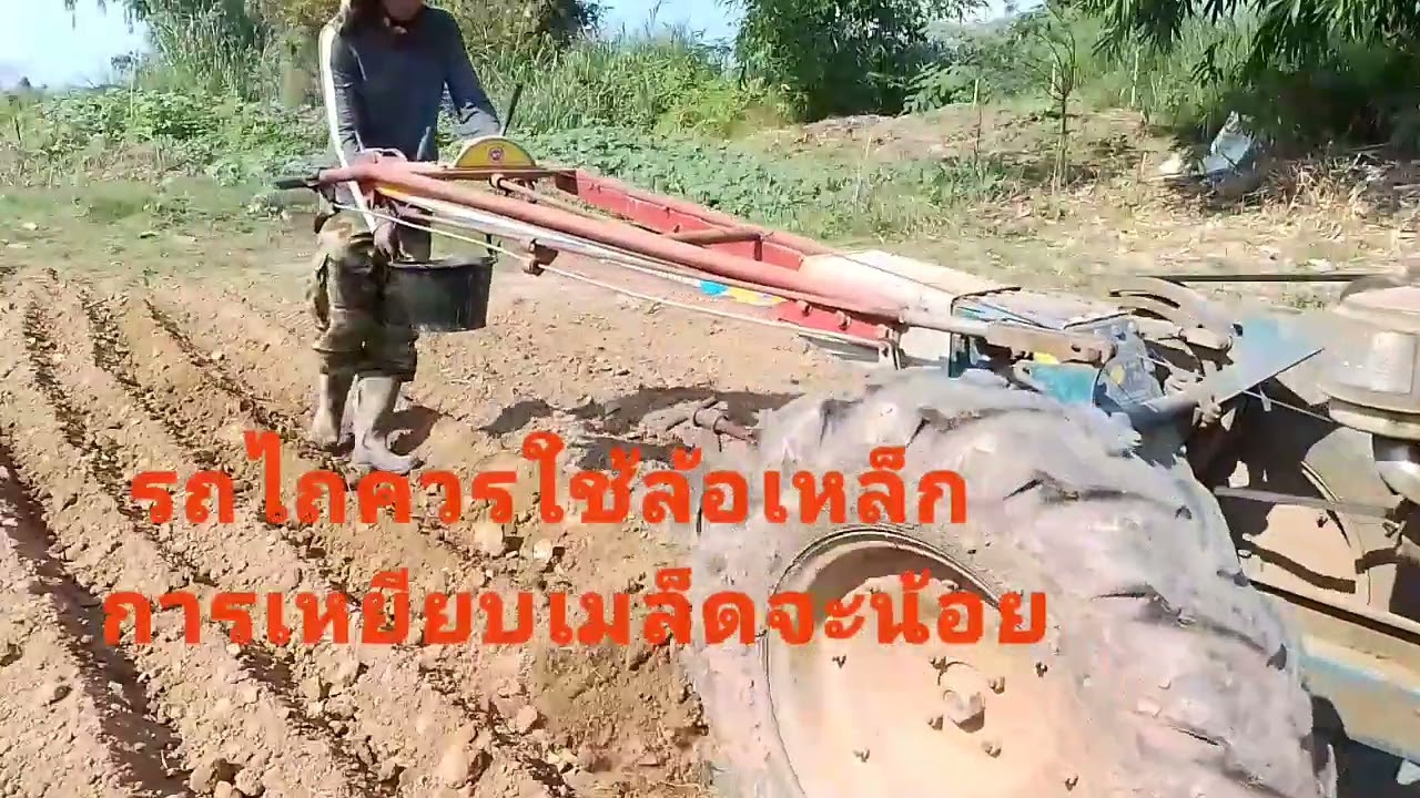 ปลูกถั่วลิสงแบบไม่ใช้น้ำ