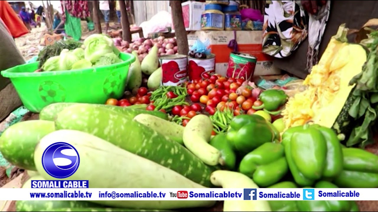 Beeraleyda Jowhar Ayaa Bilaabay Tacabka Qudradda Noocyadeeda Kala Duwan