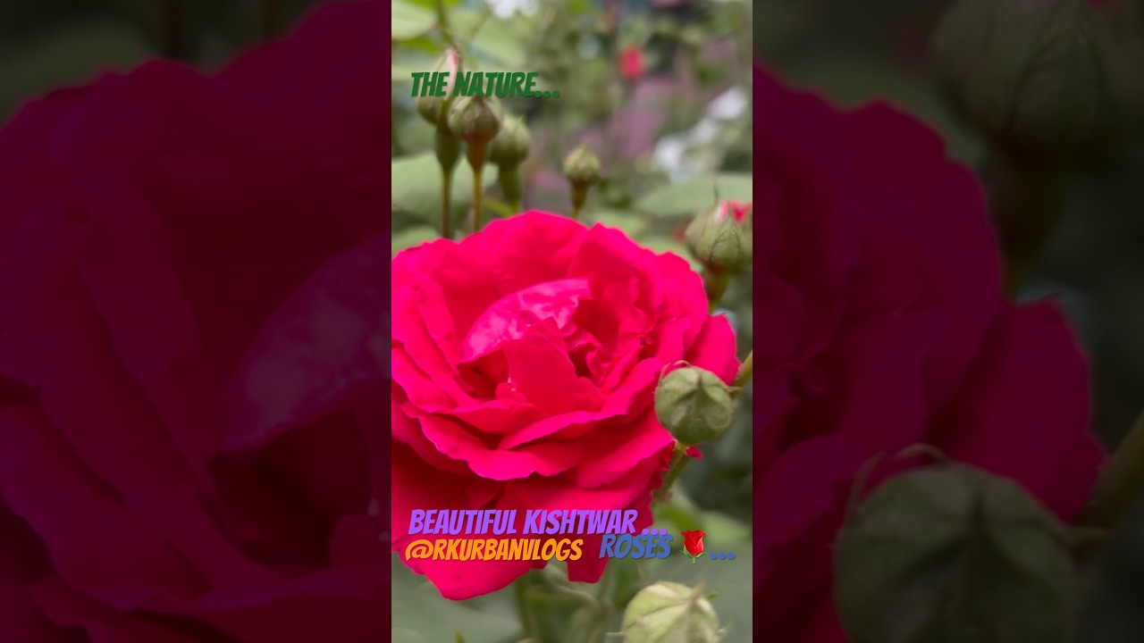 Red Roses 