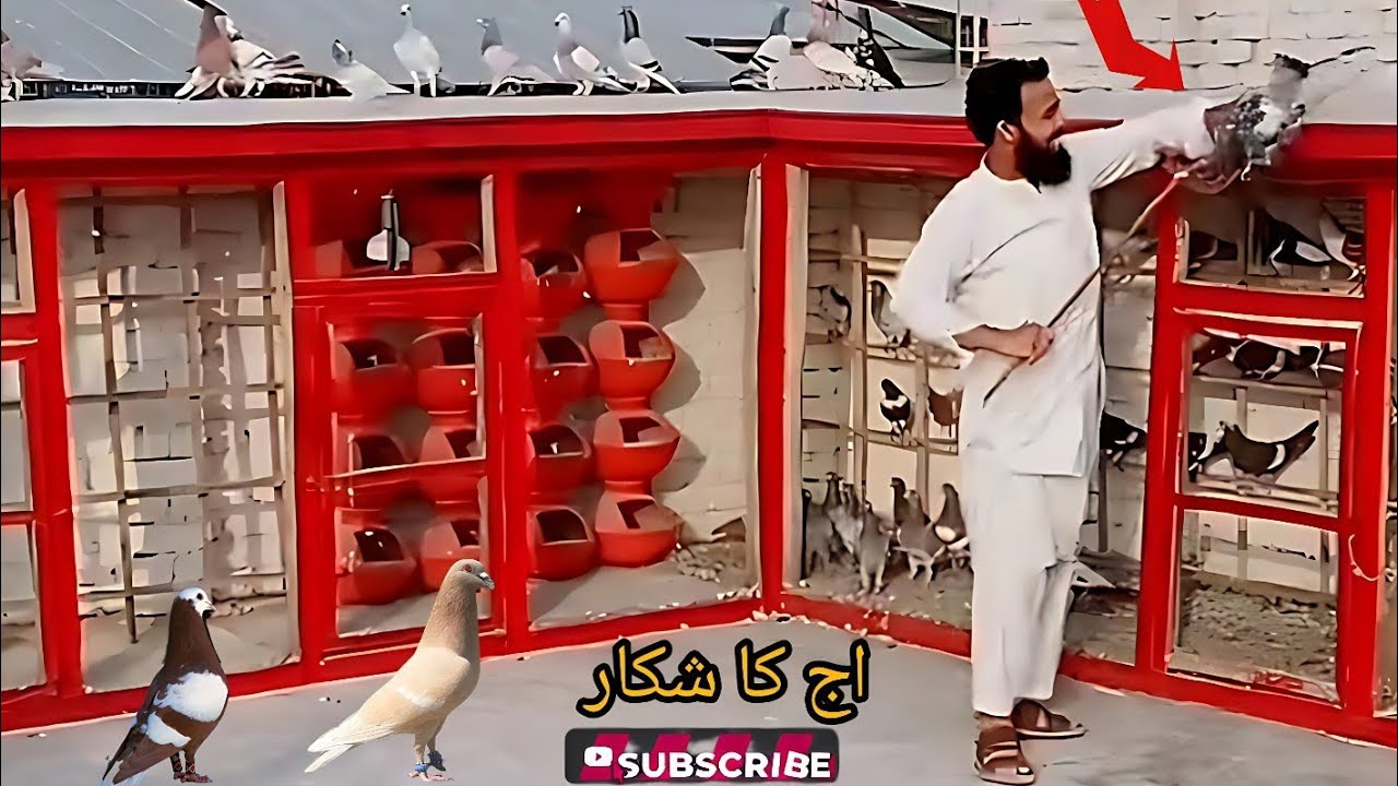 Kabutar bazi / Trap a Pigeon / Pigeon catch #viral