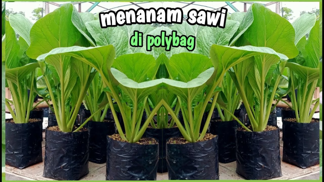 menanam sawi di polybag |semai sampai panen|