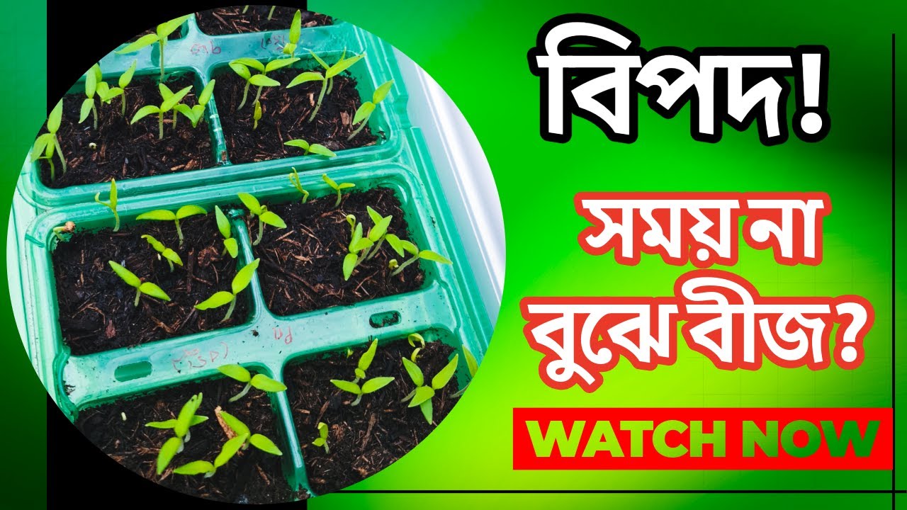 সময়ের আগে বীজ লাগালে কি নষ্ট হয়? 🌱 ১০০% সঠিক উত্তর জানুন! এই ভুল করলে ফসল নষ্ট!