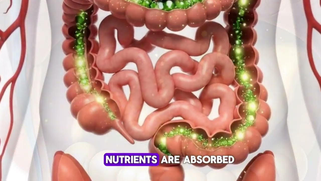 Green Tea Inside Body | Weight Loss Animation | Metabolism Boost Explained (3D Anatomy Video)