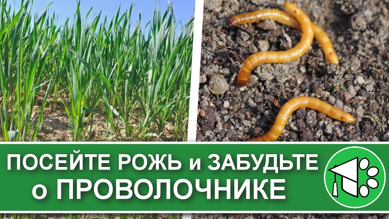 Если вы сеете рожь и овес как сидераты, посмотрите это видео. Проволочник: как с ним бороться