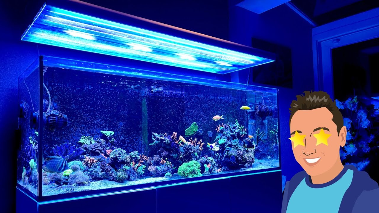 Stefan's Zeeaquarium draaiend op de DSR Methode (GEEN Afschuimer, WEL POWERFILTER)