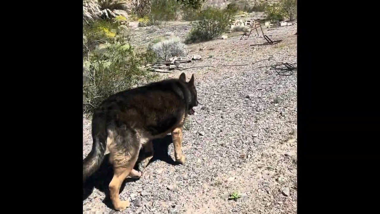 Chappo Springs near Shoshone, California 