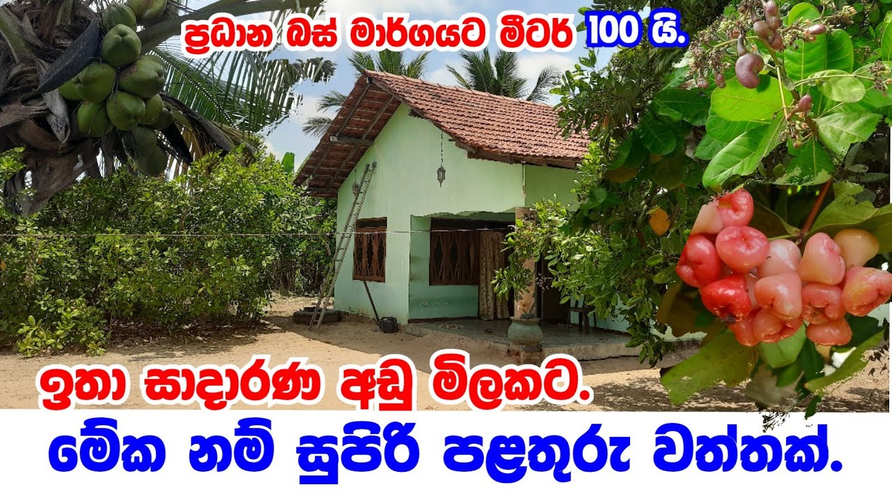 Coconut land for sale in sri lanka/ lankawe idam gewal/House and land for sale  sri lanka/pol idam