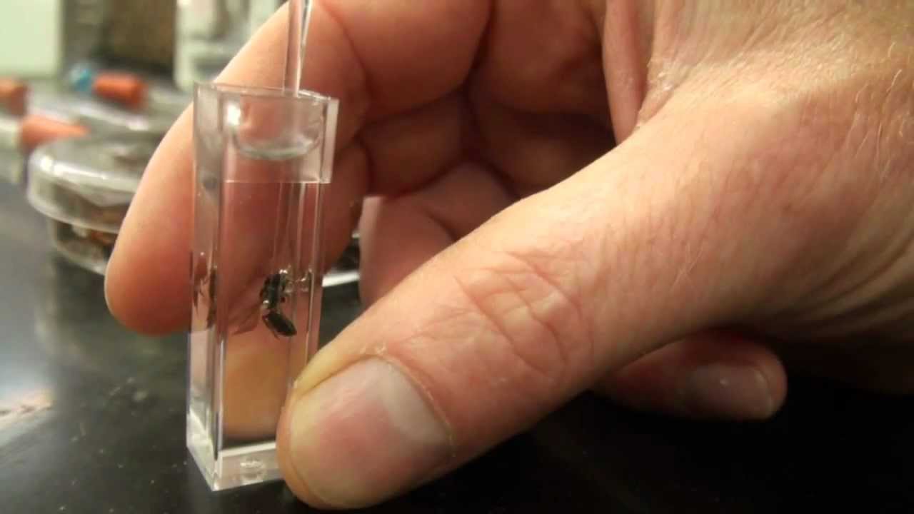 Preserving with Hand Sanitizer