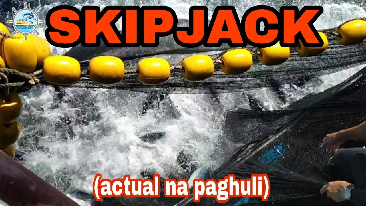 SKIPJACK TUNA (actual na paghuli)