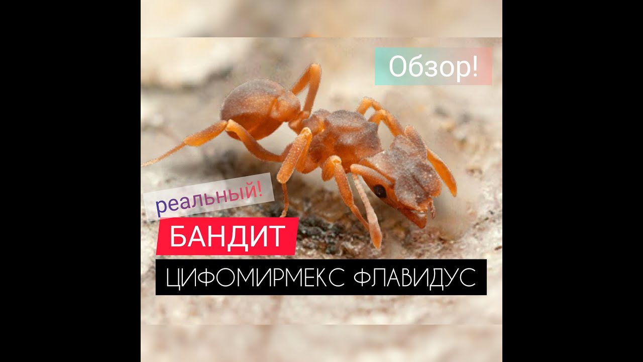 ЦИФОМИРМЕКС ФЛАВИДУС! ОБЗОР! Стоит ли качать? The Ants: Underground Kingdom