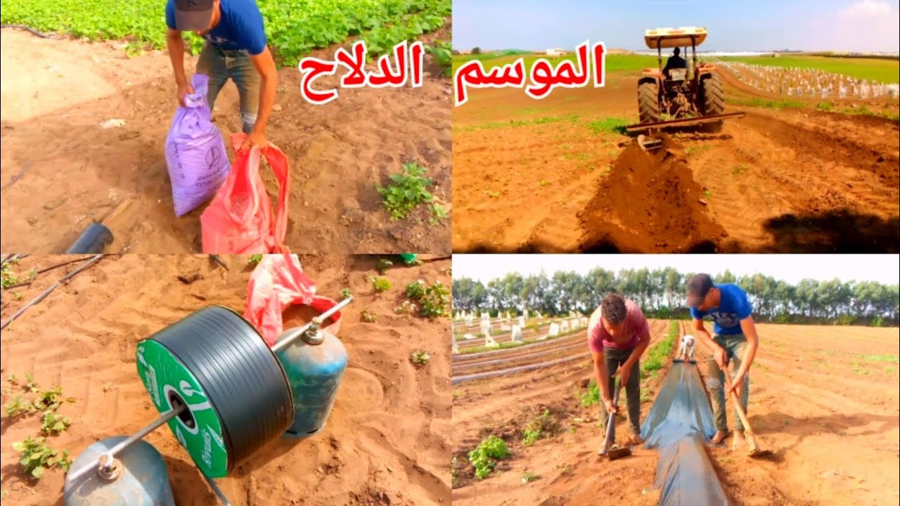 الموسم الديال الدلاح 🍉🍉🍉 أو بطيخ الأحمر