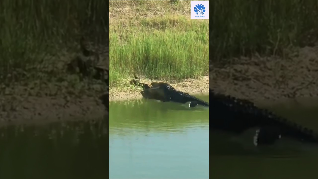 Alligator hunting a big python 😱😱 | 🌟🌟 Animals action moment 0050 🌟🌟 #python #animals #crocodile