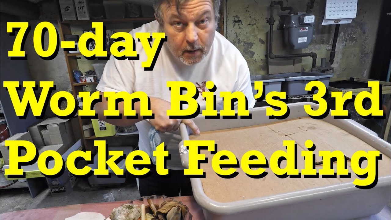 70-day worm bin's third pocket feeding after 10 more days - vermicomposting