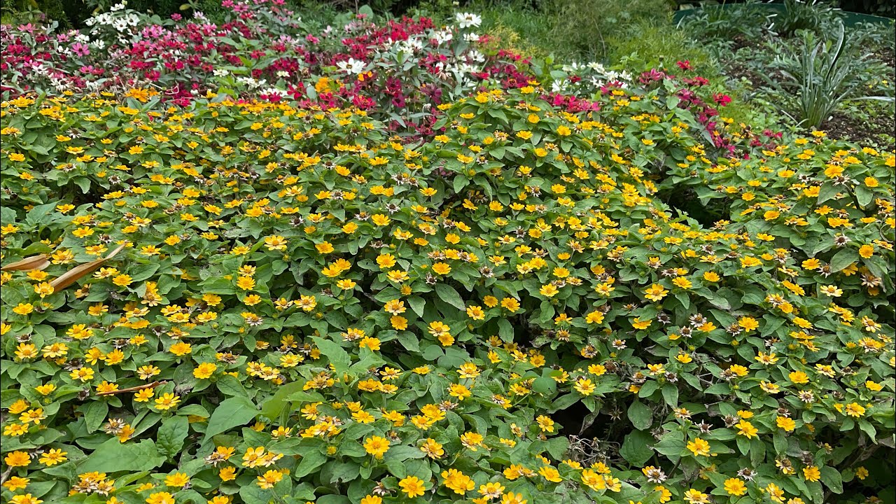 2 / 7 の  みち草・花みち【太陽地球の子 #1384】  太地愛花(たいちはるか)の世界より … 💕　　一所懸命が… ほほえましくて💕