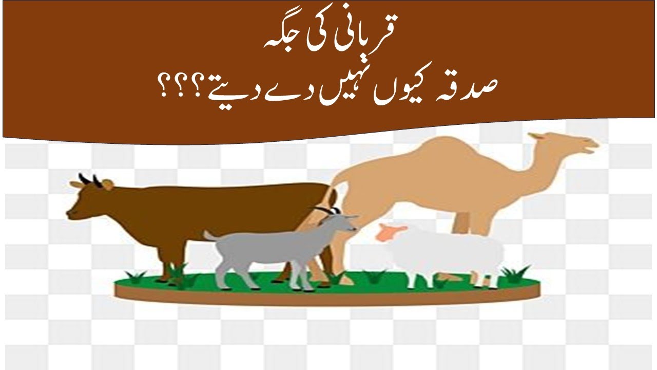 Qurbani or  Charity?? | Allama Ibrahim | Great values