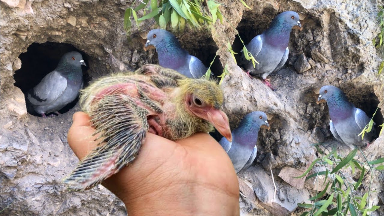 Pigeon Breeding Progress VLOG