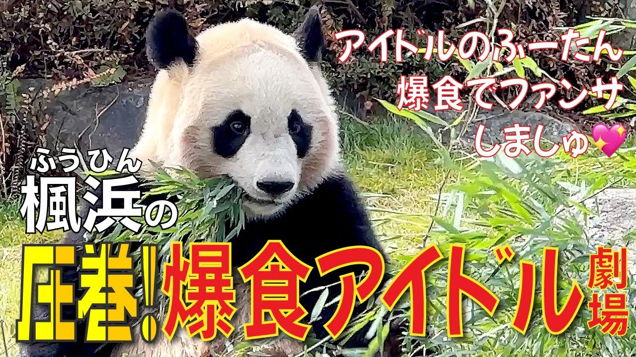 【楓浜（ふうひん）】爆食アイドル🐼楓浜３時間で３回竹補充😳の爆食ショータイム全部見せます🤗場所やポーズを変えながらの爆食で観客を飽きさせないアイドル魂💖