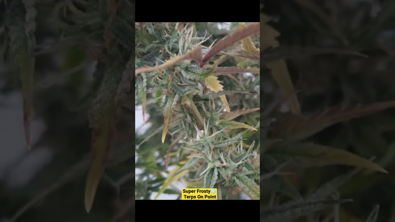 SODK Sour Orange Diesel Kush Auto Flower S1 Outdoor 1 week before harvest  #legalcannabis #homegrown