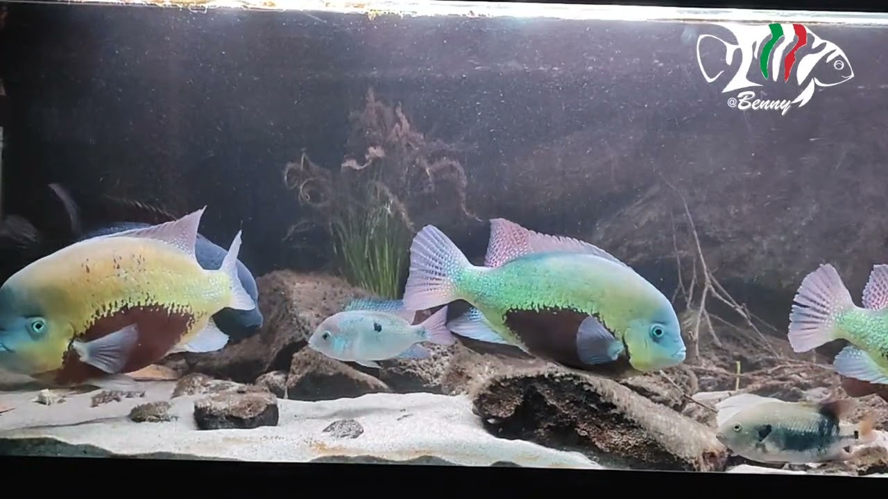 Central American Cichlids biotope Jan 2025