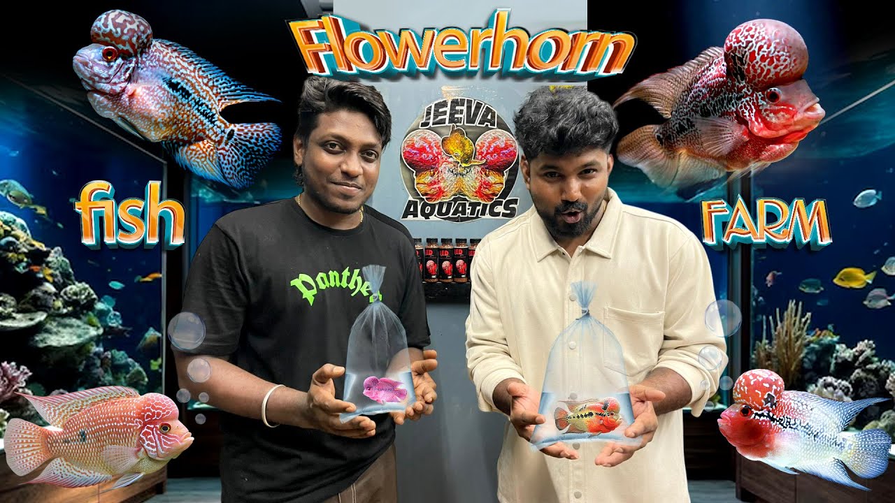 Flowerhorn Fish Farm In Chennai | Best Quality | All Over India Delivery Available | Jeeva Aquatics 