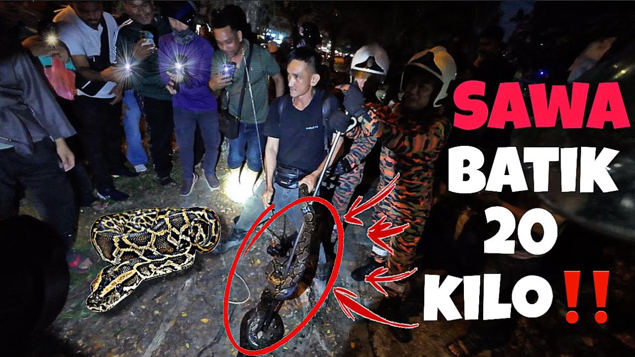 💢GILA BESAR?😱SAWA BATIK BERKEJARAN DENGAN ABANG BOMBA😆-IJAT CELORENG