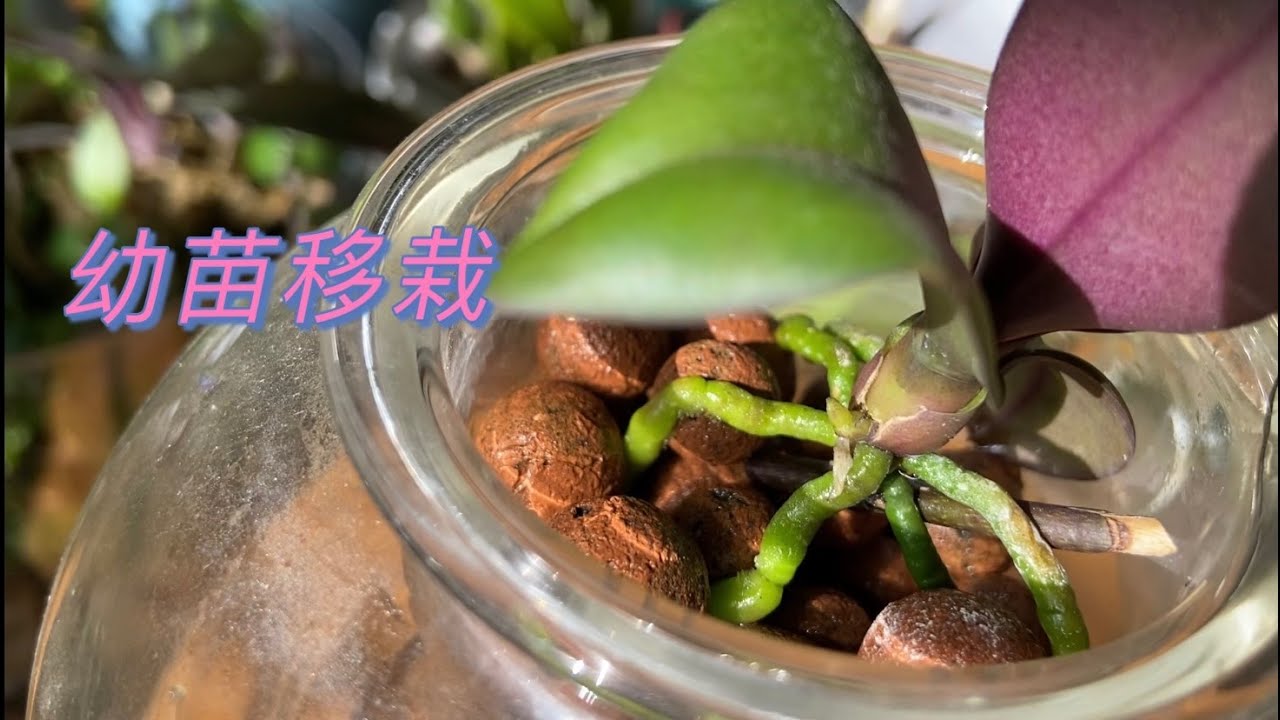 【21173】蝴蝶兰幼苗移栽注意这四点，效果好，已经出花芽了；泡了兰根 // 静姐说花720