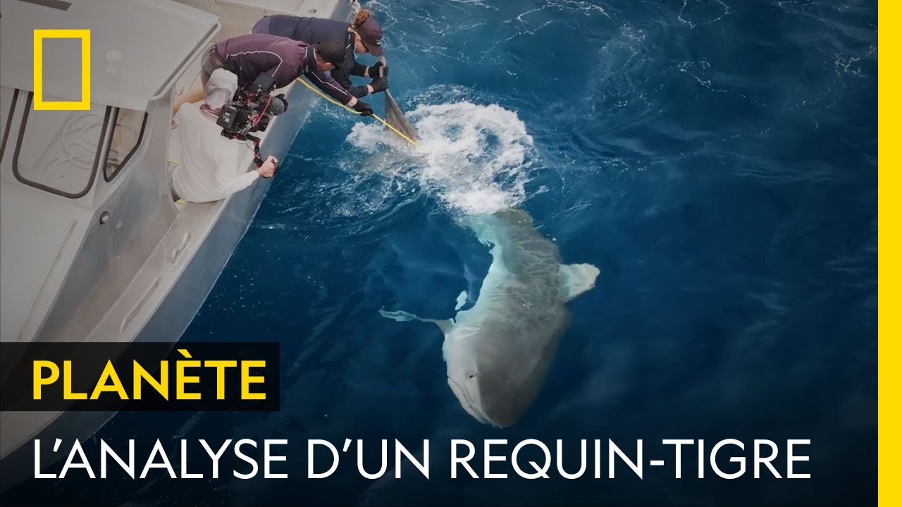 Que mangent les requins-tigres au large de l'île Norfolk ?